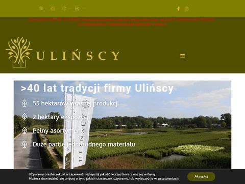 Ulinscy.pl szkółkarstwo ozdobne