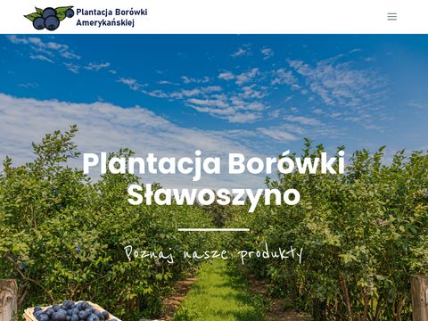 Plantacjaborowki.eu borówka amerykańska